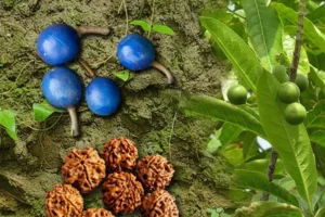 Плодове и семена на дървото Елаеокарпус ганитрус (Rudraksha). В горната част се виждат синкаво-лилави узрели плодове, прикрепени към кората на дървото. В дясно – зелени, неузрели плодове сред наситено зелени листа. В долната част – кафеникави, ореховидни семена рудракши с характерни релефни улеи